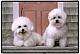 Mom_of_2_Bichons's Avatar